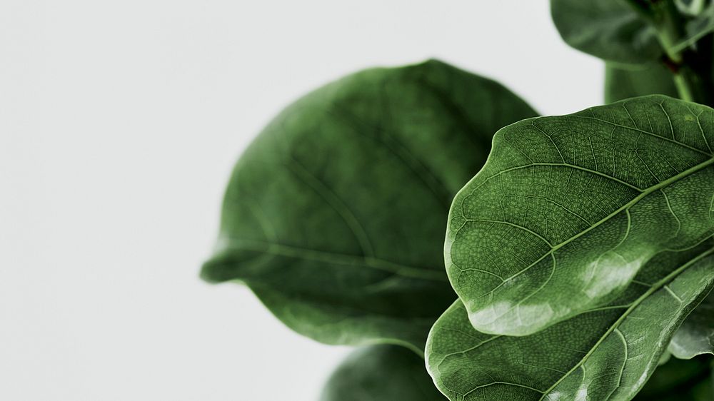 Fiddle leaf fig plant background on gray