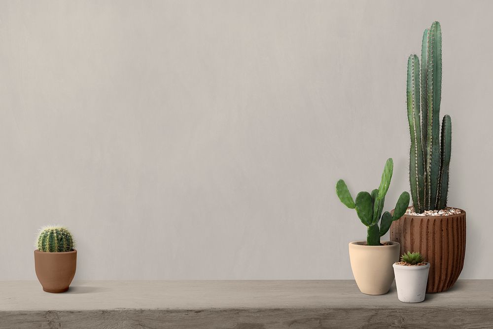 Cactus on a shelf by a blank wall background
