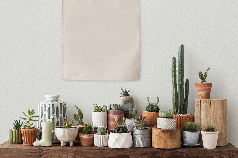 Blank canvas poster hanging over a shelf full of cacti and succulents