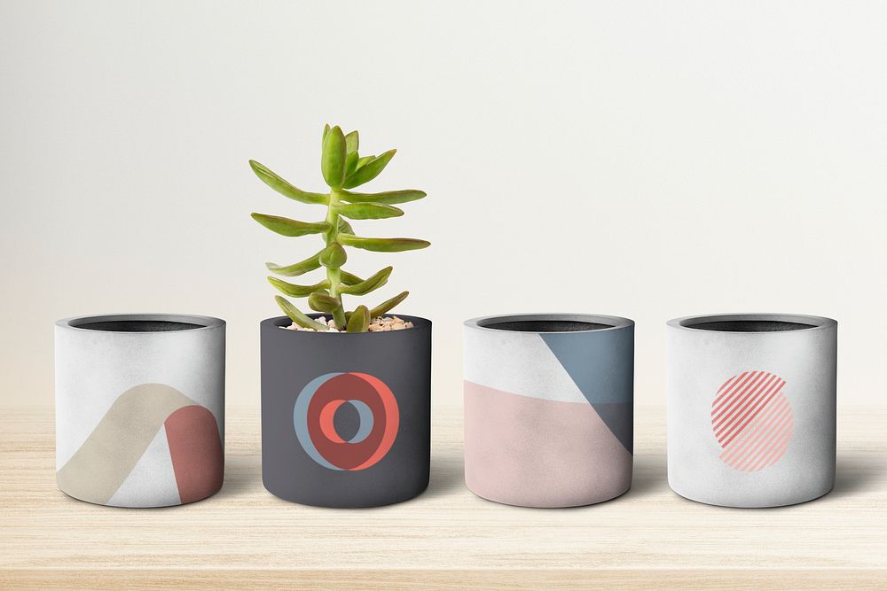 Small gray plant pots in a row with a succulent