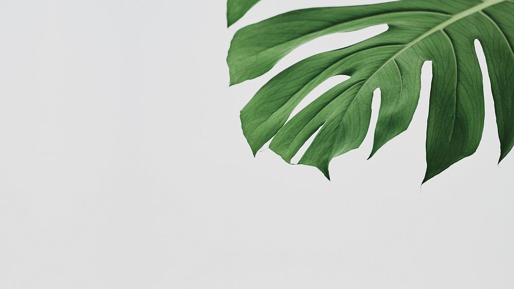 Green Monstera leaf background with design space