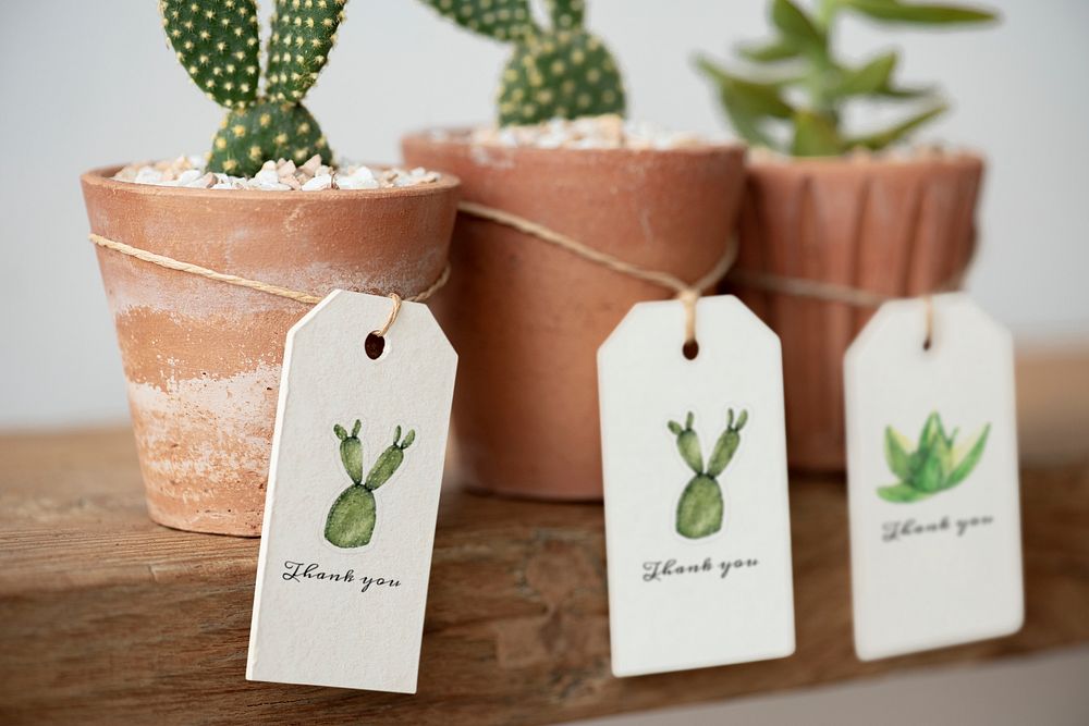 Cute cacti in terracotta pots with paper labels