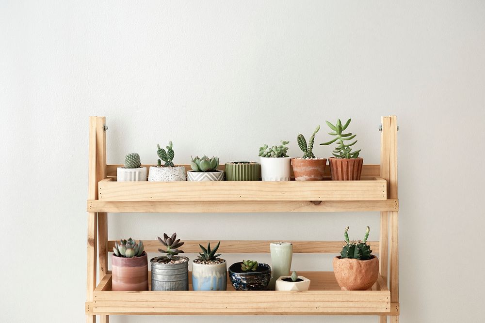 Wooden plant shelf against a blank wall