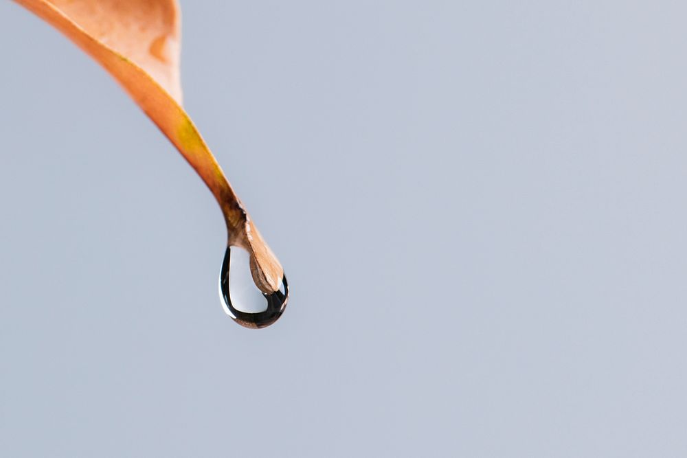 Nature background, brown leaf with water drop