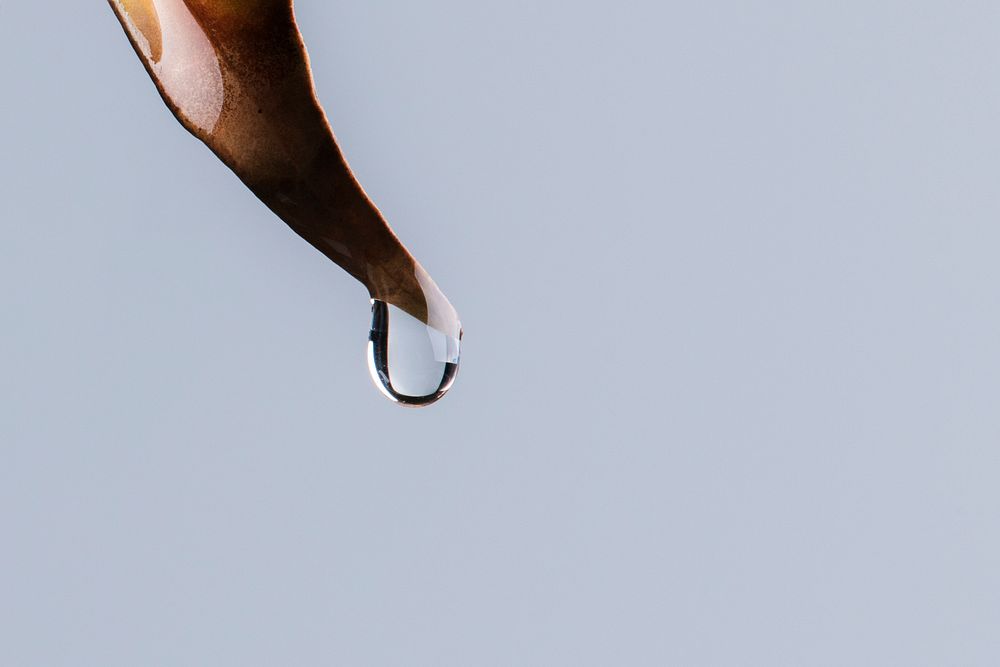 Nature background, brown leaf with water drop