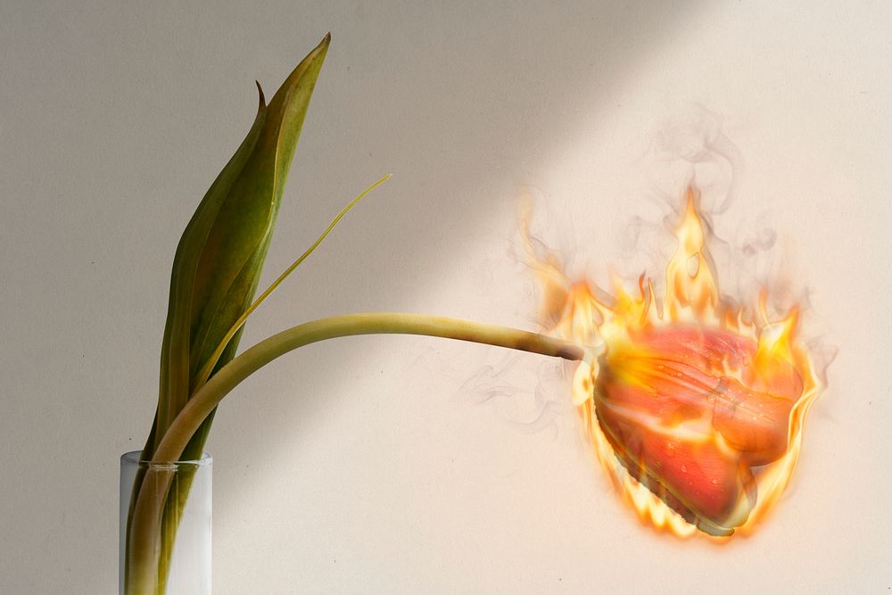 Burning tulip flower, fire aesthetic, environment remix with fire effect