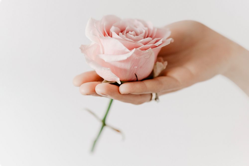 Aesthetic pink rose in woman&rsquo;s hand aromatherapy campaign