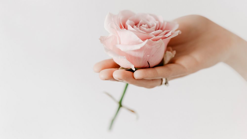 Aesthetic pink rose in woman&rsquo;s hand aromatherapy campaign