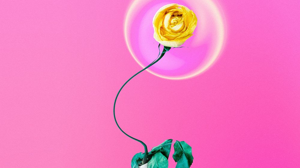Abstract pink background, trippy yellow rose flower