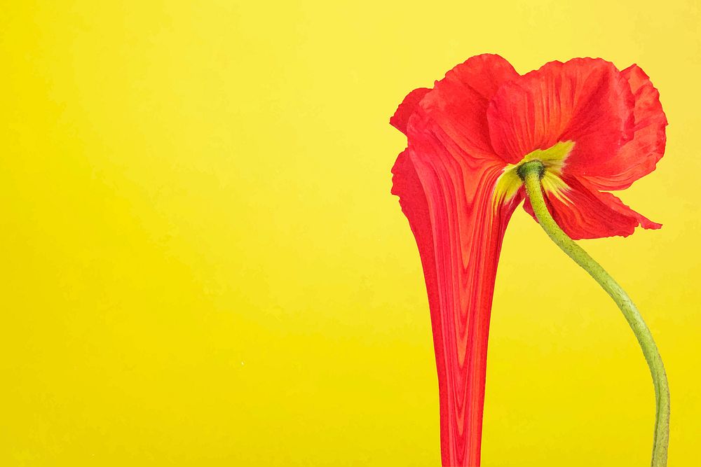 Flower background vector, yellow red poppy art