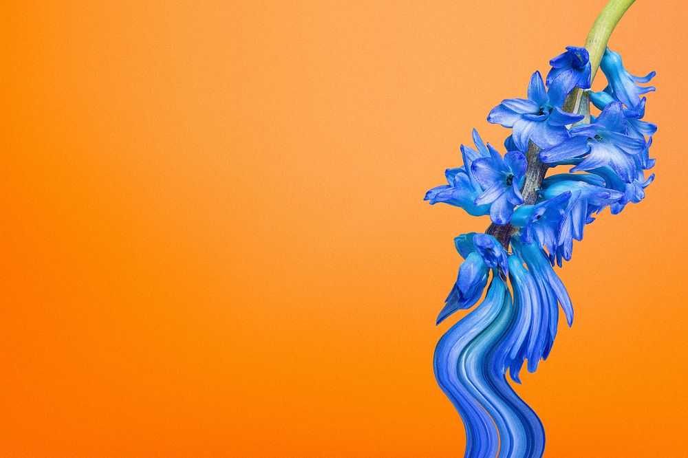 Flower background PSD, orange blue delphinium psychedelic art