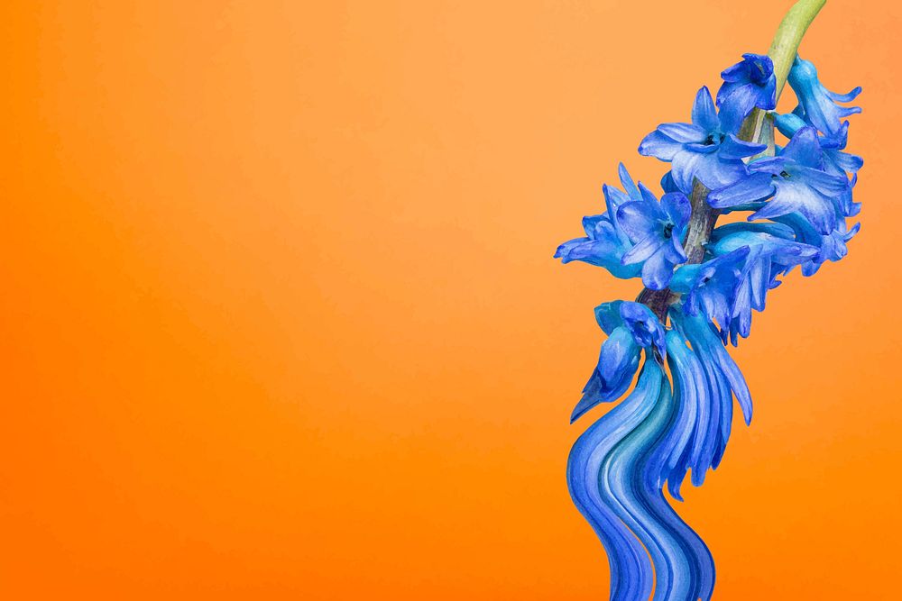 Flower background vector, orange blue delphinium psychedelic art