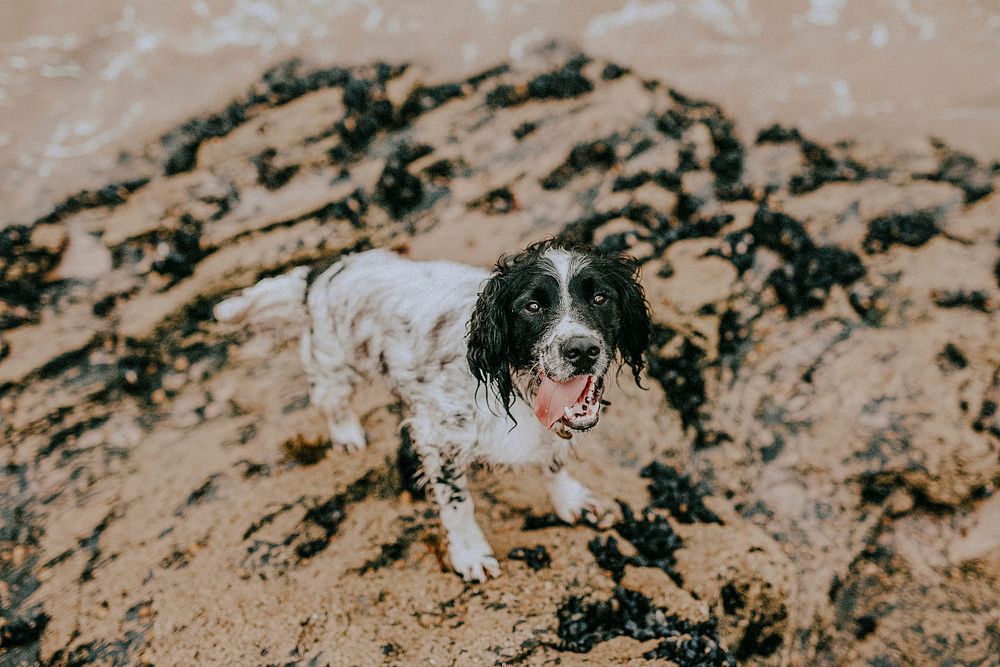 English Springer Spaniel dog at the beach, warm tone filter