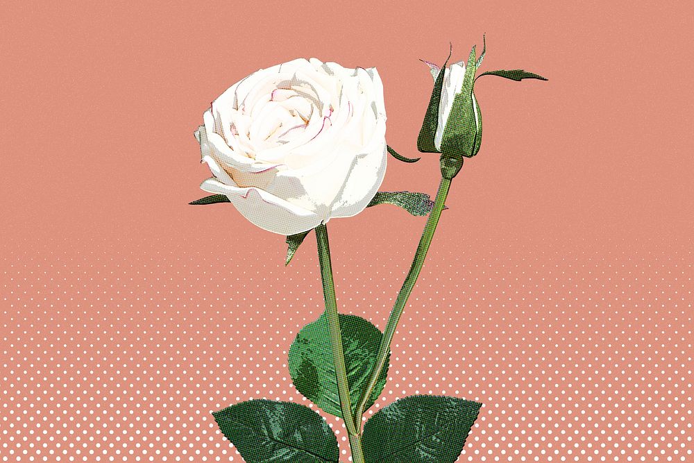 White rose wallpaper pop art style