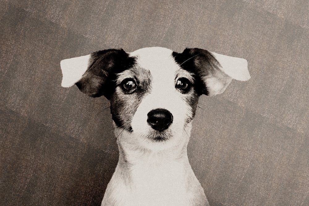 Jack Russell with risograph effect remixed media