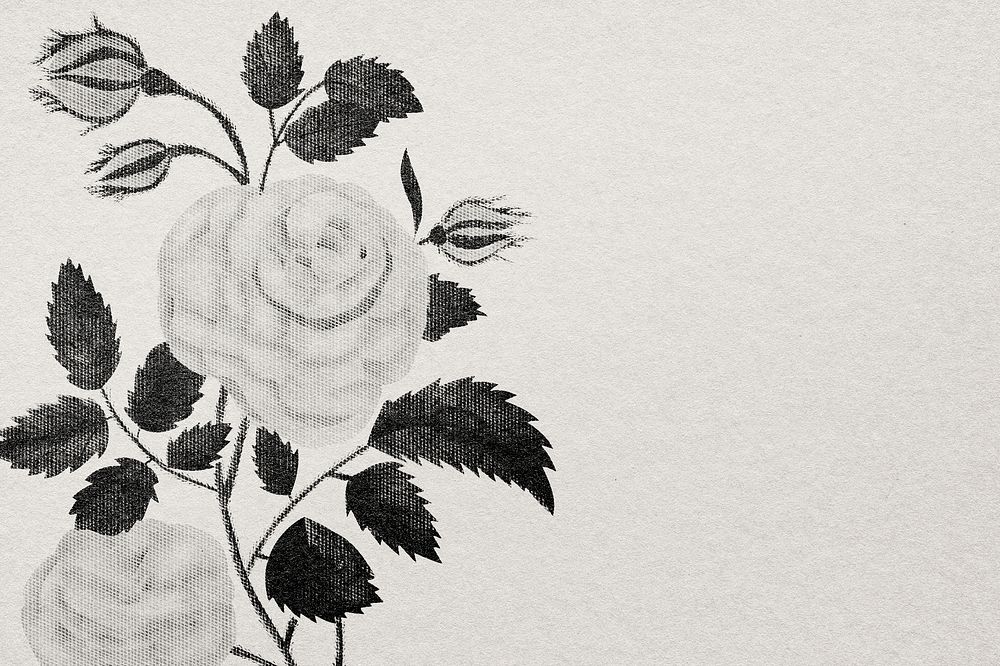 Rose wallpaper engraved hand drawn flower in bw