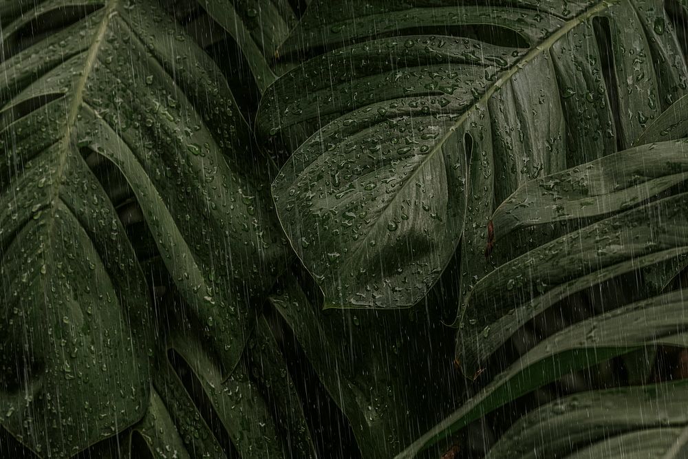 Monstera leaf on a rainy day