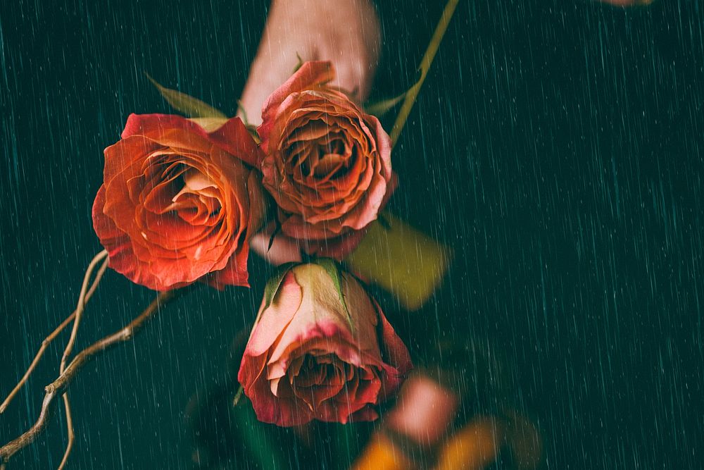 Red rose wallpaper in rain moody background