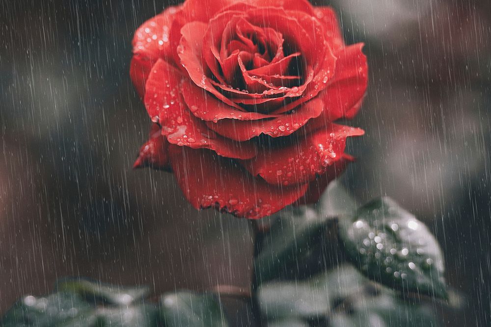 Red rose wallpaper in rain moody background