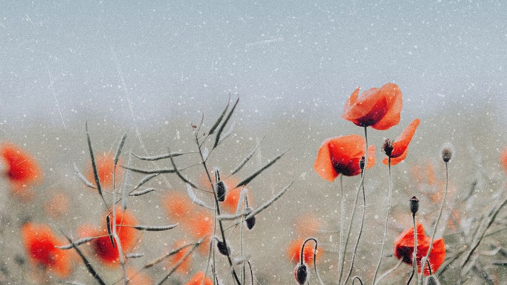 Poppy desktop wallpaper, aesthetic spring vibes design