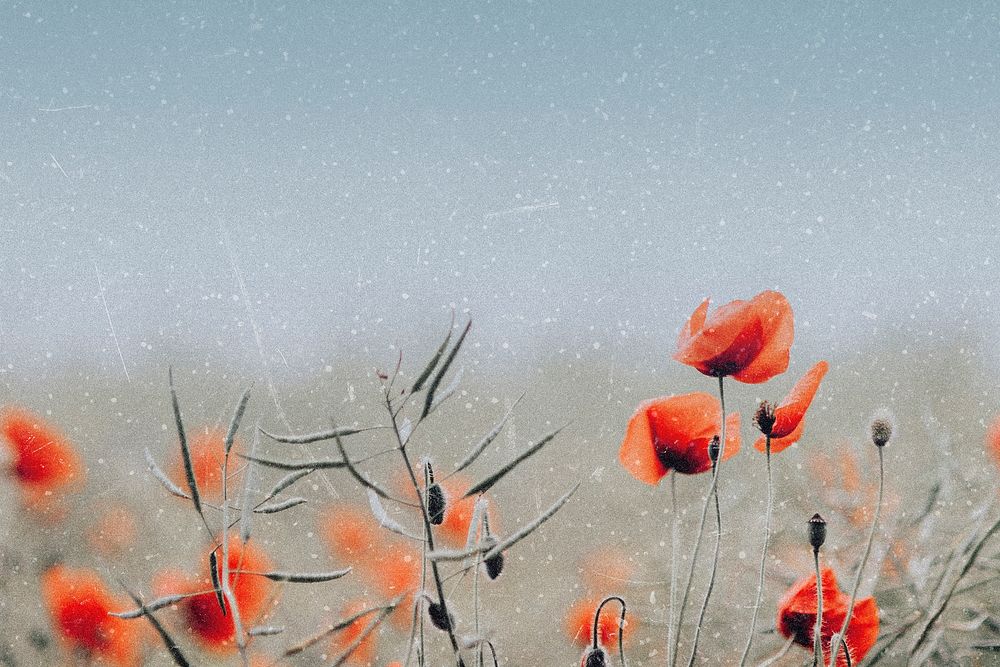 Spring background, aesthetic poppy flower