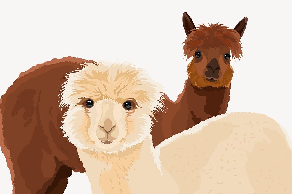Alpacas, white and brown illustration clipart psd