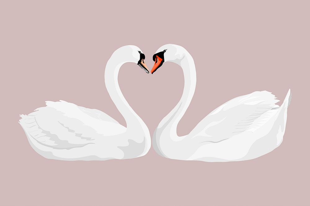 Swan love, valentines day, heart illustration vector