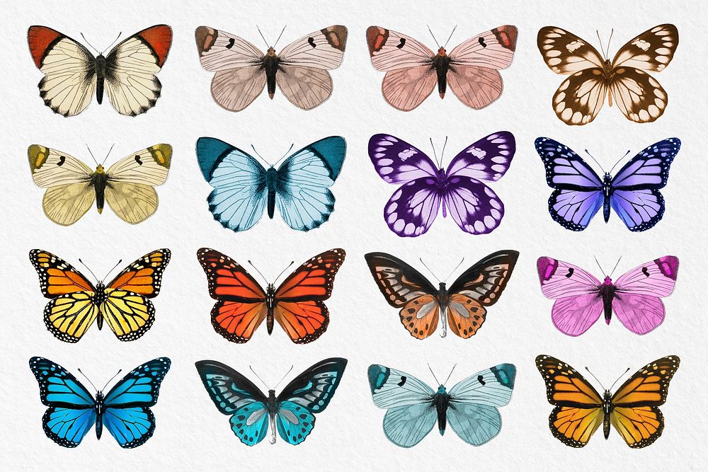Butterflies set collage element, insect psd