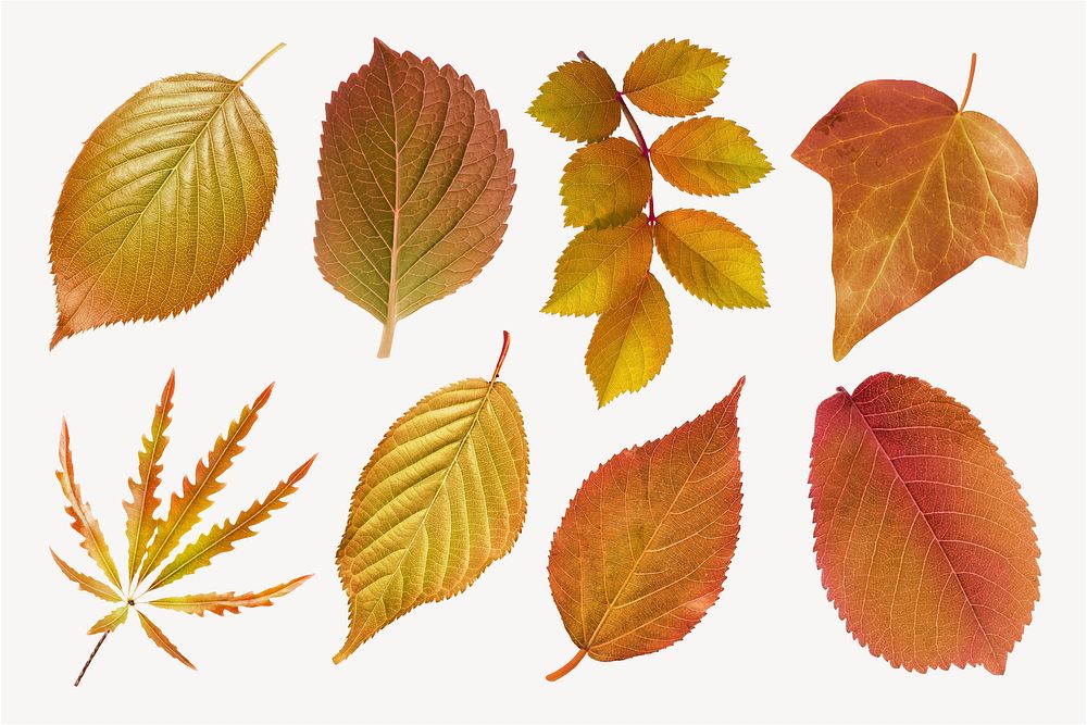 Autumn leaves sticker, seasonal Ephemera collage elements set psd