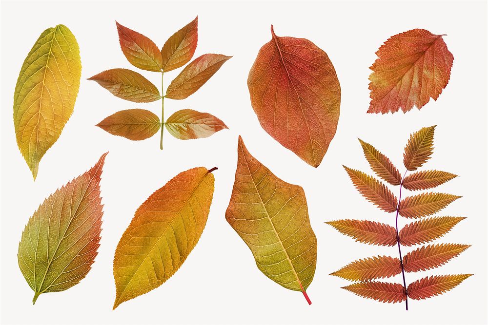 Autumn leaves sticker, seasonal Ephemera collage elements set psd