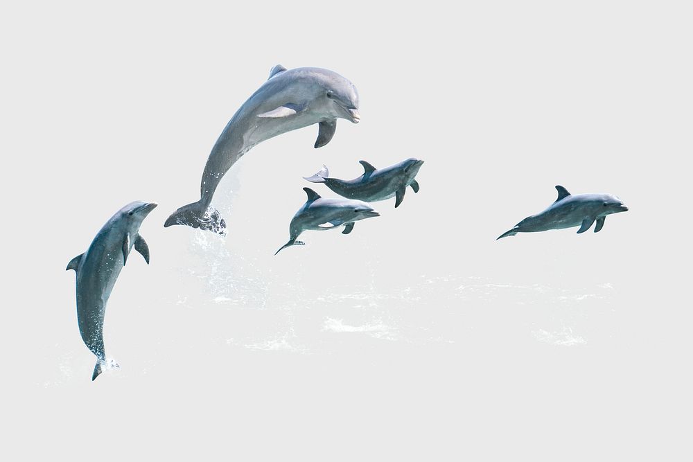 Jumping dolphins sticker, sea animal image psd