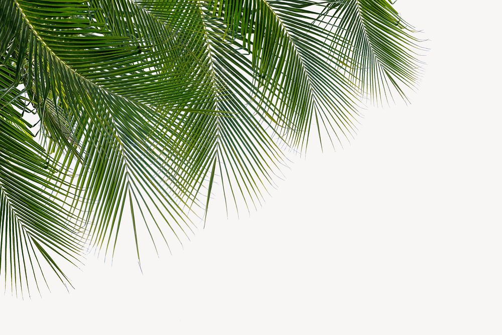 Summer leaf border background, tropical off-white design psd