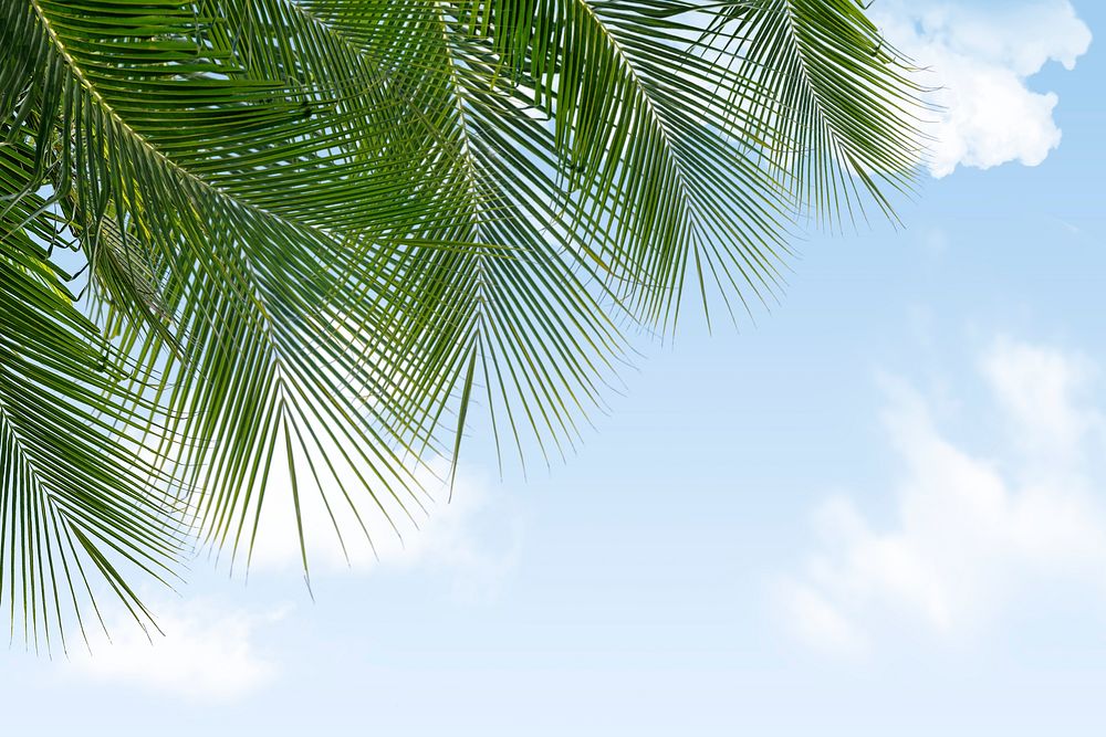 Tropical sky background, palm leaf border psd