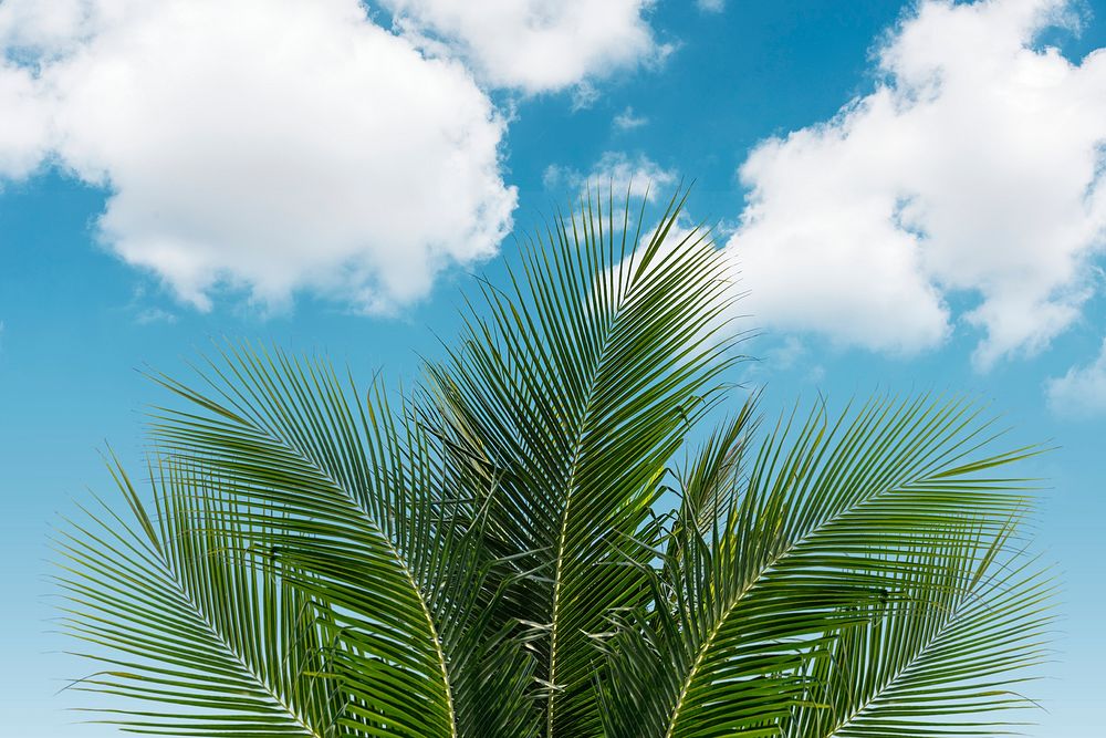 Tropical sky background, palm leaf border psd