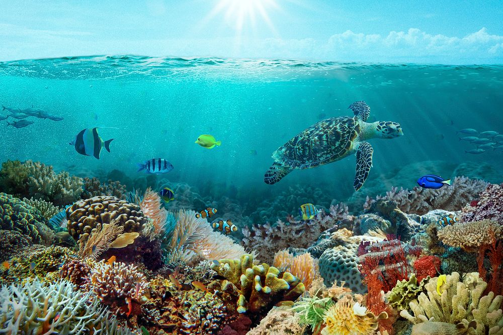 Underwater coral reef background, sea animals swimming photo psd