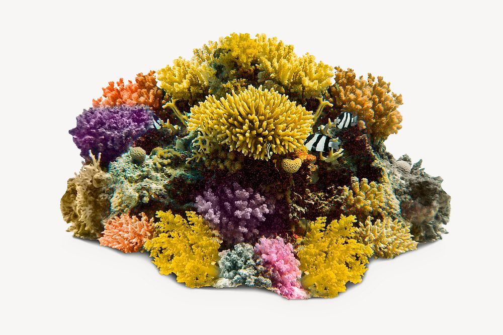 Deep-water sea coral, great barrier reef image psd