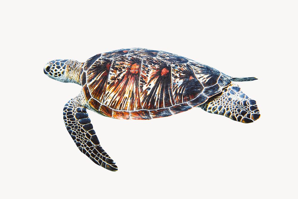 Sea turtle, isolated sea animal photo