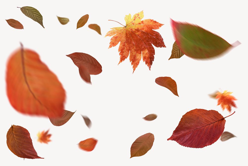 Floating Autumn leaves, Fall season aesthetic isolated image