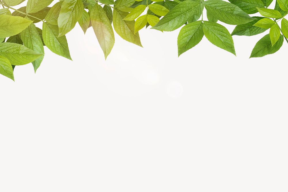 Green leaves border background, light flare effect psd