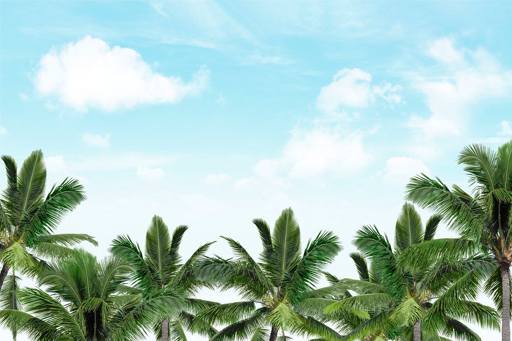 Summer sky background, palm leaf border