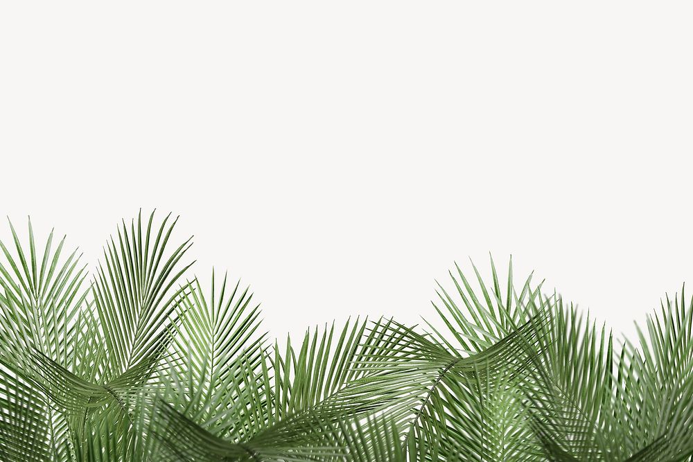 Palm leaves background, white botanical border psd