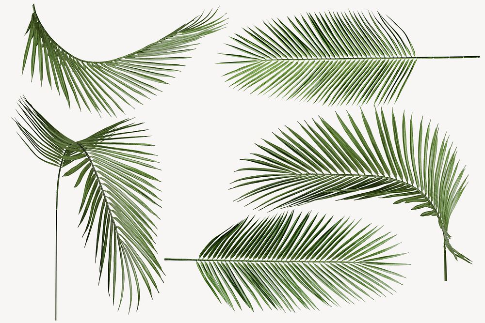 Palm leaves sticker, tropical plant set psd