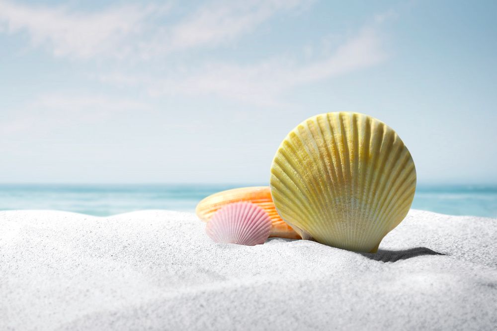 Summer beach background, shell on white sand
