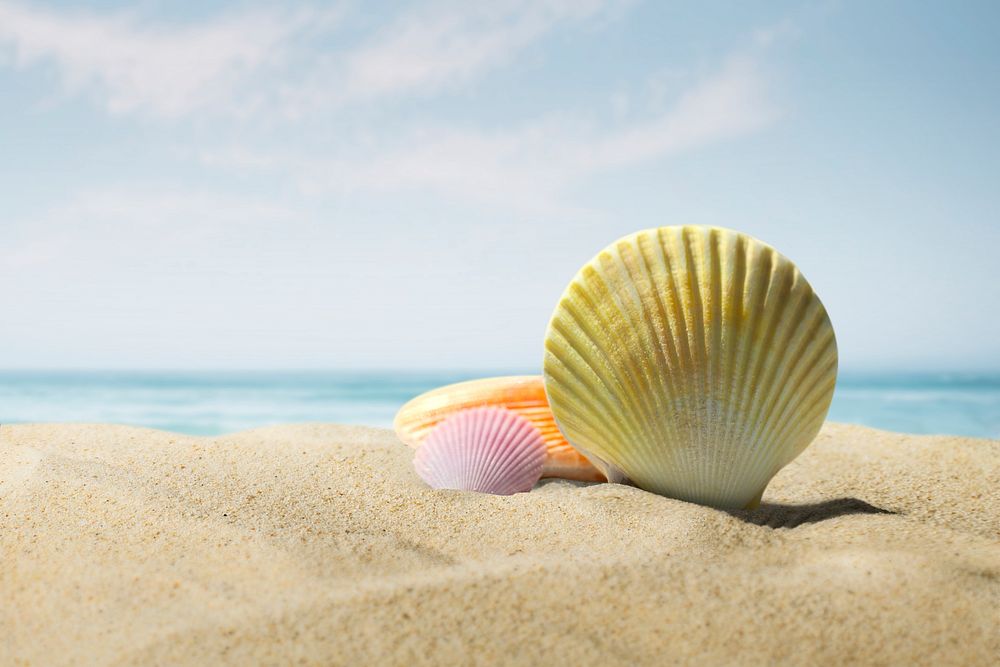 Summer beach background, shell on sand psd