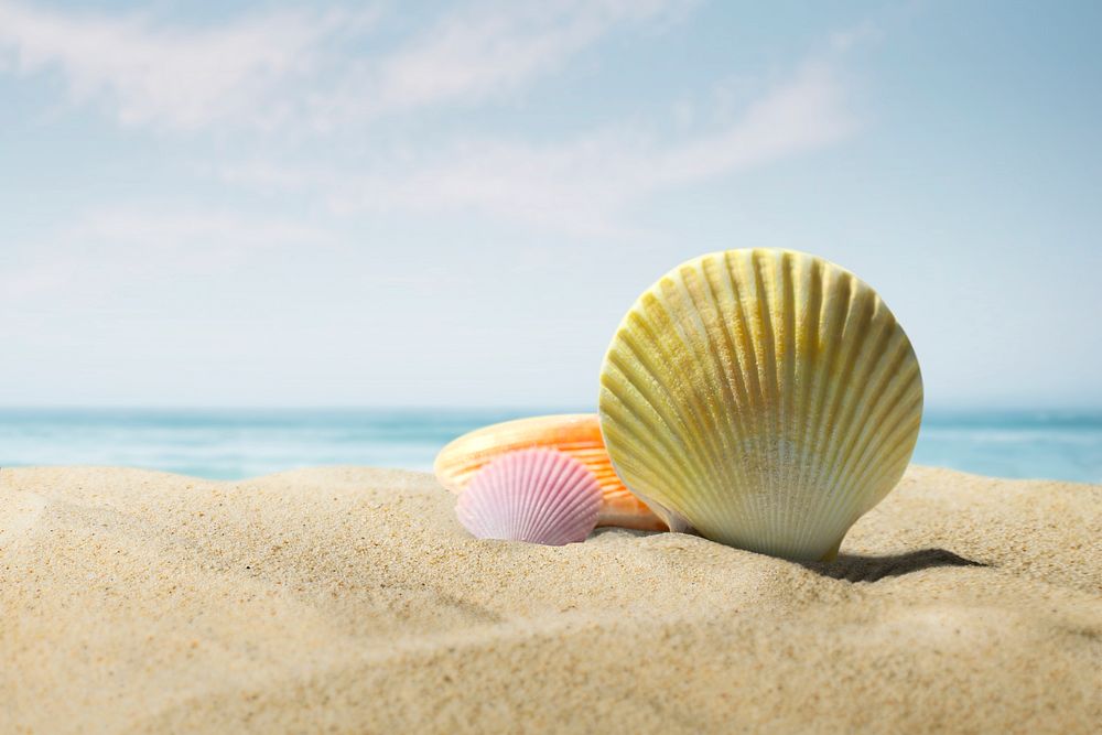 Summer beach background, shell on sand