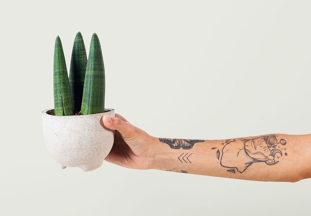 Tattooed hand holding potted cylindrical snake plant