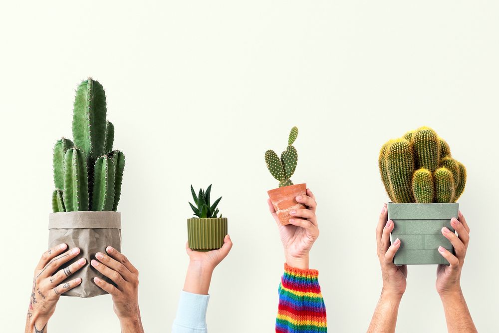 Plant parent's hand mockup psd holding cactus