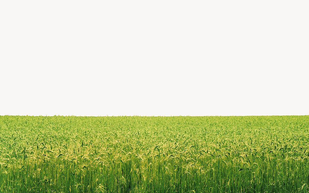 Green field border, nature landscape