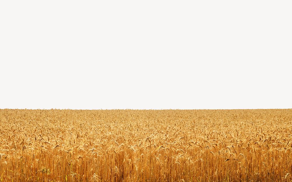 Wheat field background, gold nature border psd