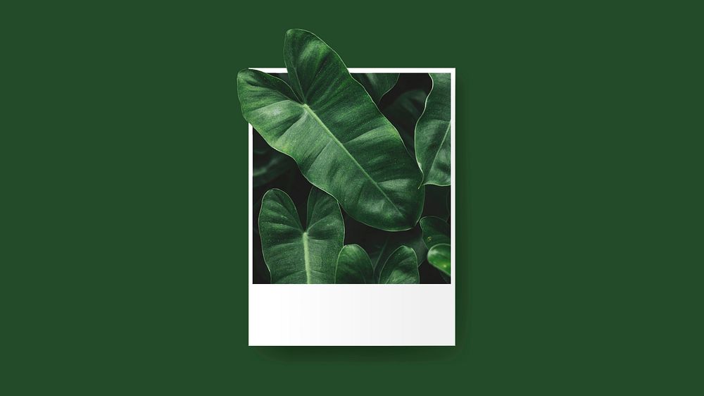 Philodendron leaves in instant photo frame